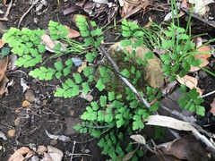Adiantum atroviride