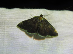 Pyrausta niveicilialis
