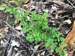 Adiantum atroviride