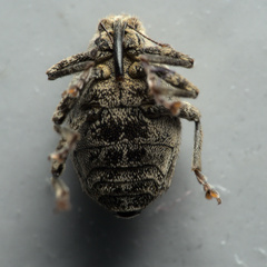 Ceutorhynchus pallidactylus