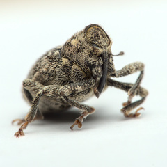 Ceutorhynchus pallidactylus