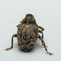 Ceutorhynchus pallidactylus