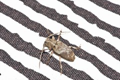 Pterolophia tuberculatrix