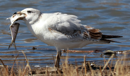 Ring-billed Gull photographed in Texas