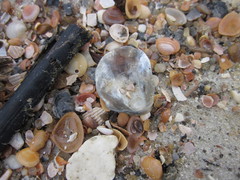 Anomia simplex image
