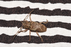 Pterolophia tuberculatrix