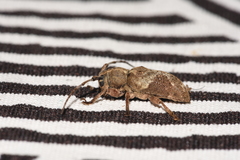 Pterolophia tuberculatrix