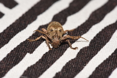 Pterolophia tuberculatrix