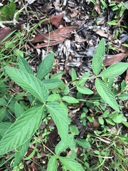 Flemingia parviflora