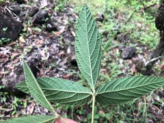 Flemingia parviflora