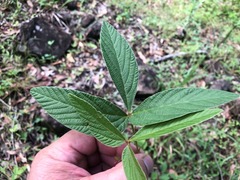 Flemingia parviflora