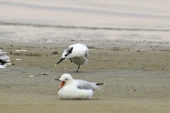 Thalasseus sandvicensis