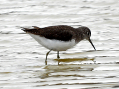 Tringa ochropus