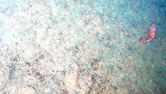 Sebastes melanostomus