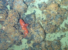 Sebastes melanostomus