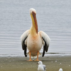Pelecanus onocrotalus