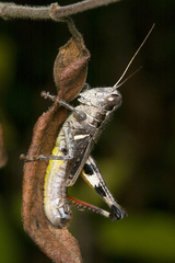 Melanoplus alabamae