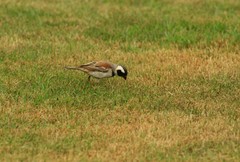 Passer melanurus damarensis