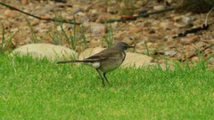 Motacilla capensis capensis