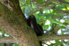 Archispirostreptus gigas