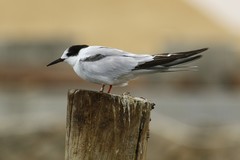 Sterna hirundo