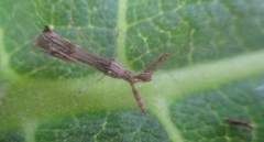 Bactrodes spinulosus