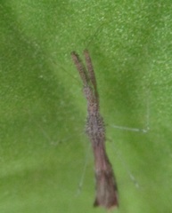 Bactrodes spinulosus