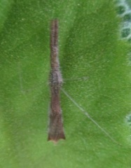 Bactrodes spinulosus