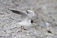 Chroicocephalus ridibundus