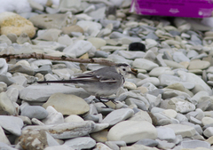 Motacilla alba