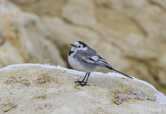Motacilla alba