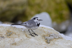 Motacilla alba
