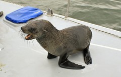 Arctocephalus pusillus pusillus