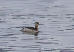 Podiceps grisegena