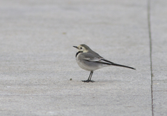 Motacilla alba