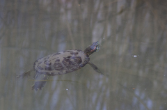 Trachemys scripta