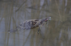 Trachemys scripta
