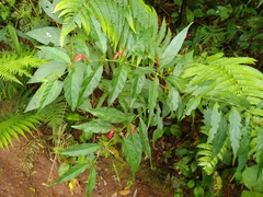 Justicia brasiliana