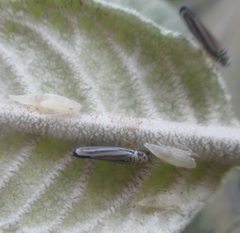 Graphocephala flavovittata