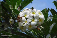 Plumeria