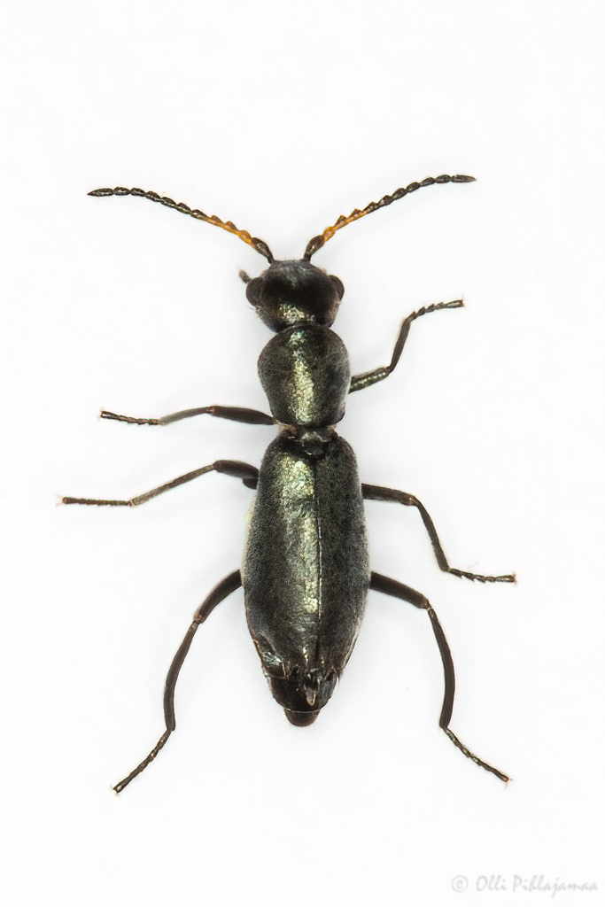 Charopus concolor