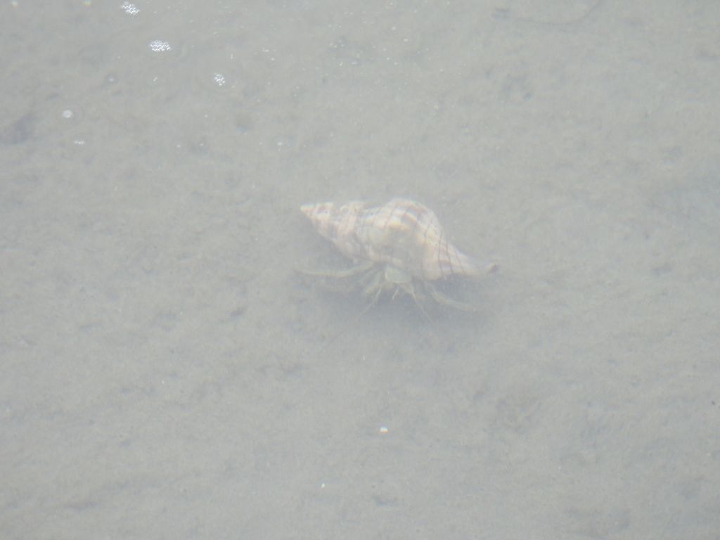 Thinstripe Hermit Crab from 7355 Padre Blvd, South Padre Island, TX ...