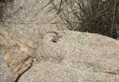 Urosaurus ornatus schottii