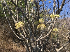 Pittocaulon velatum