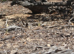 Aspidoscelis uniparens