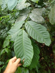 Guarea kunthiana