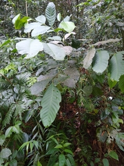 Guarea kunthiana