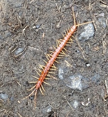 Scolopocryptops gracilis