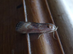 Pterothrixidia rufella