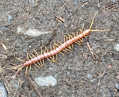 Scolopocryptops gracilis